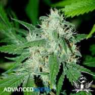 Advanced Seeds Haze Mist